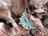 Colostygia pectinataria